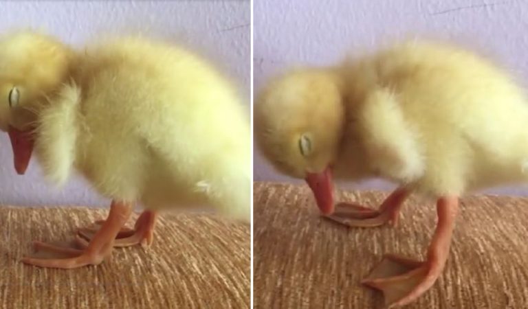 This Adorable Baby Duckling Falling Asleep Will Melt Your Heart.