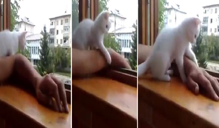 Over-protective kitten wants to save owner’s arm from falling out the window.