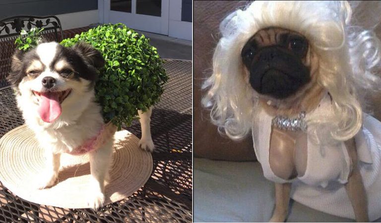 These Pets Costumes Are Better Than Yours! Photos of Pets Wearing the Adorable Costumes.