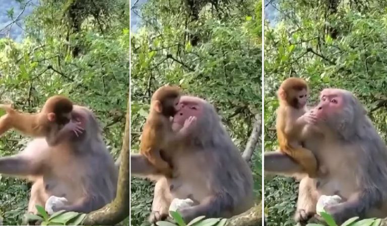 Kiss to Mother: Baby monkey drown its mother with hugs and kisses.