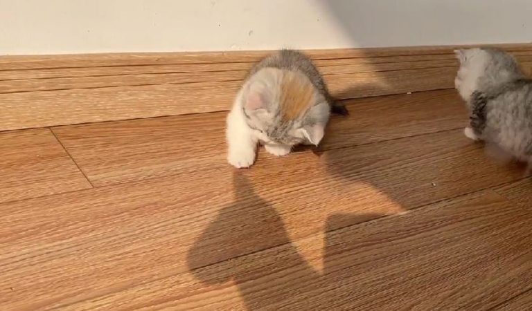 Kitten plays with shadow. It will make you feel better.