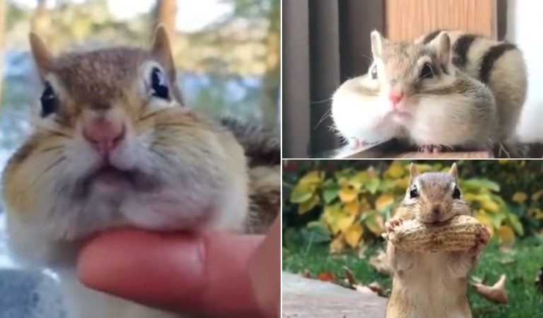 Chipmunk: A Cute Foodie with a Large Mouth. So Lovely and Adorable.