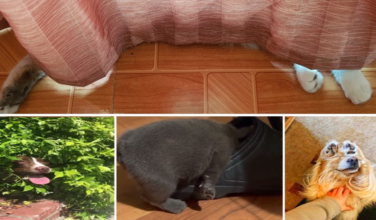 The Art Of Hiding: Hilarious Animals Who Suck At Hide-And-Seek.