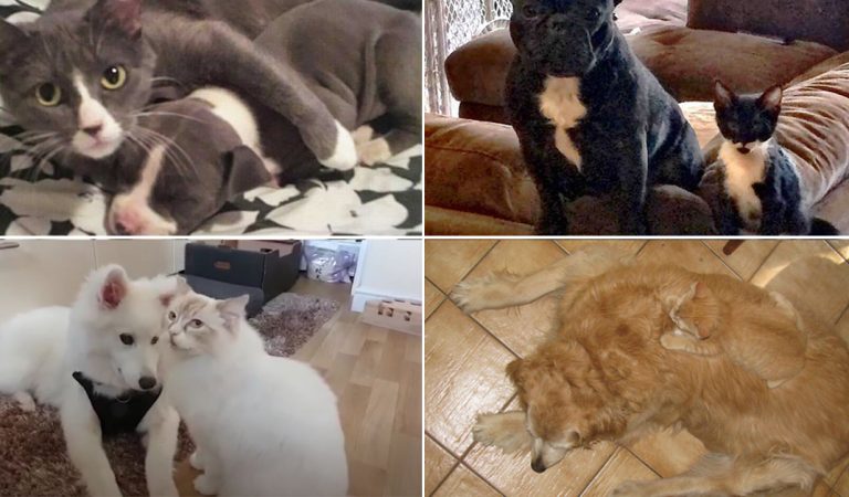 Lookalike Cat And Dog Could Be Twins. You Might Confuse Them!