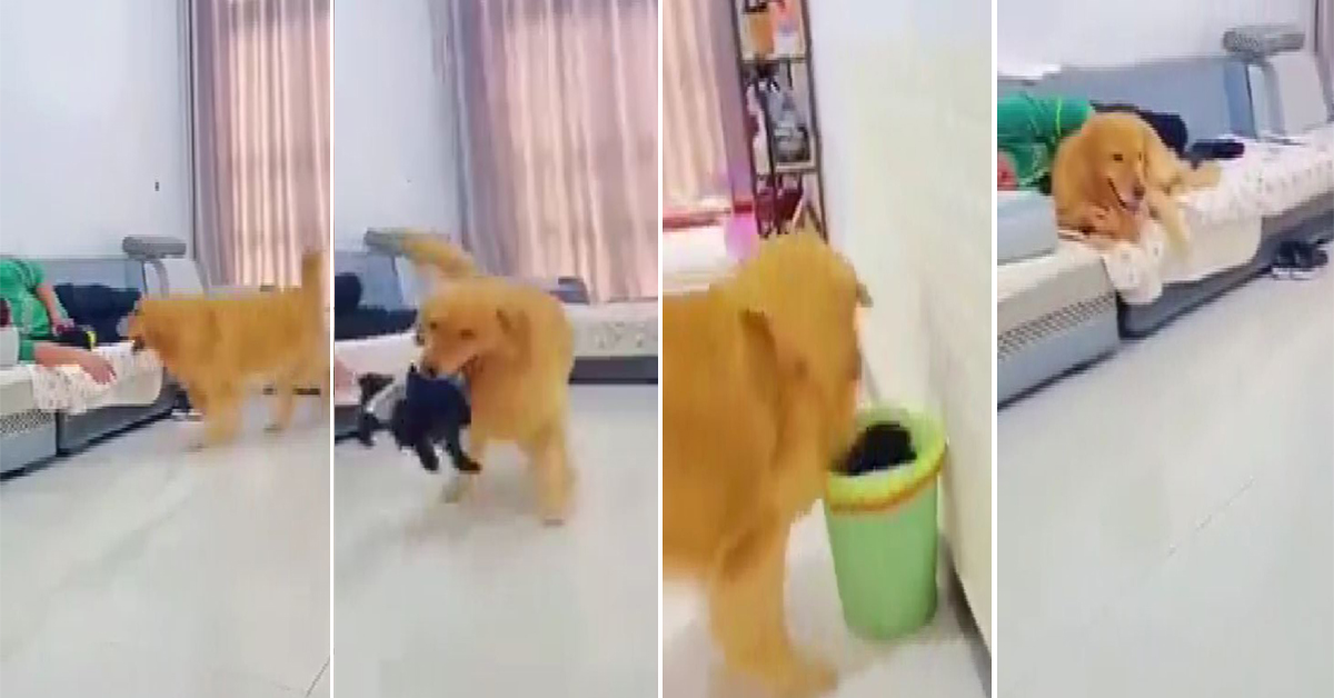 Jealous Golden Retriever hilariously drags puppy off couch.