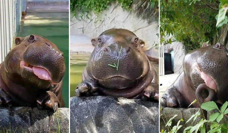 This Baby Hippo Will Put a Smile on Your Face.