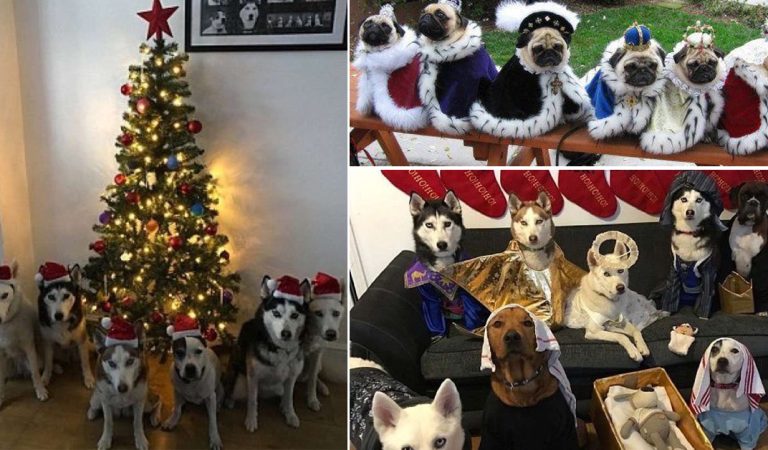 A Dog Lover? You Must See These Adorable Group Dog Photos.