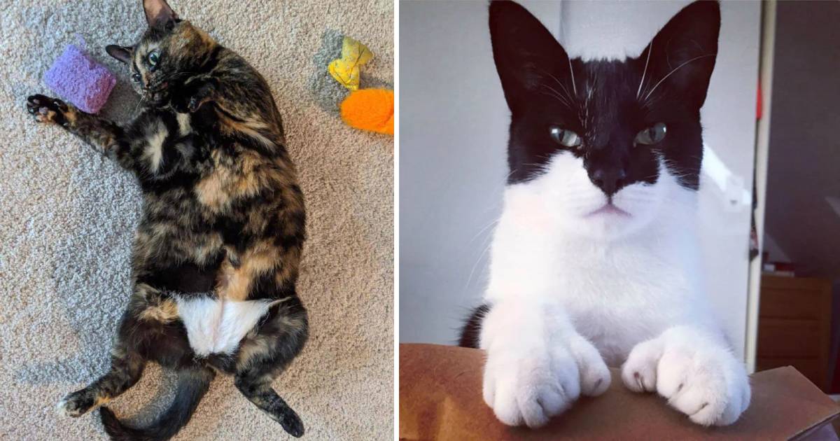 10+ Weird & strange-looking cats - Do you want to have one like this?