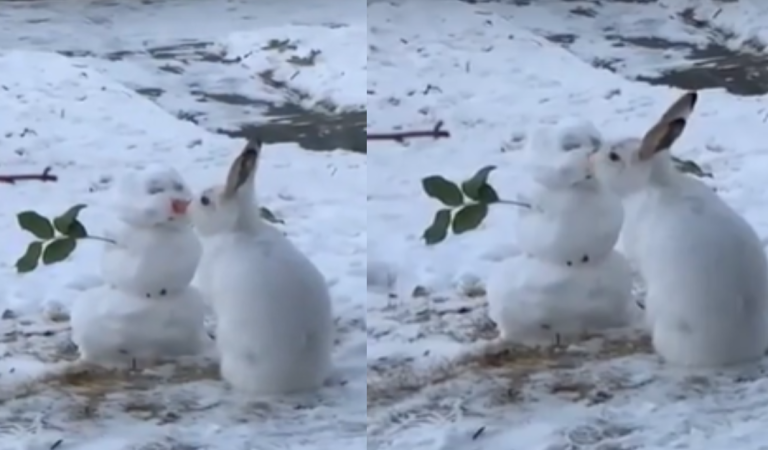 Adorable moment: this bunny eating a snowman’s carrot nose.