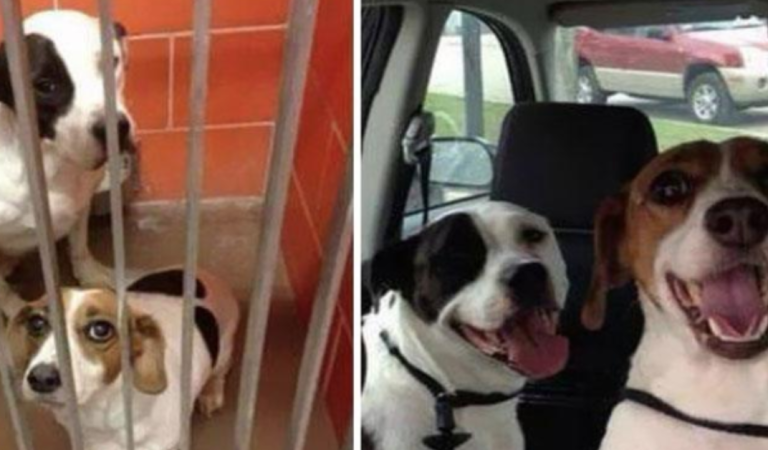 10 Dogs That Look Completely Different Before & After Adoption