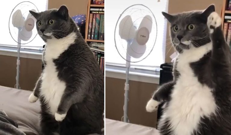 A chubby cat decided to do fitness and became a star on the Network