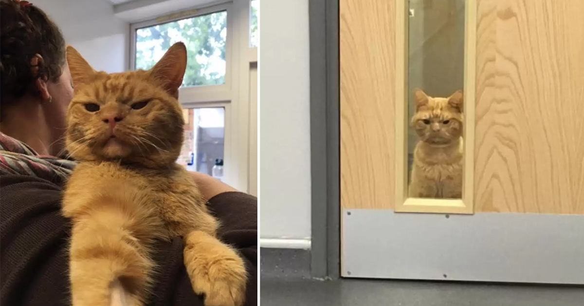 Grumpiest Cat Makes Everyone At Shelter Fall In Love With Him