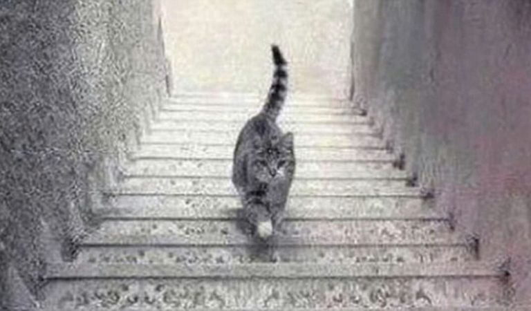 Optical illusion: Is this cat going up or down the stairs?