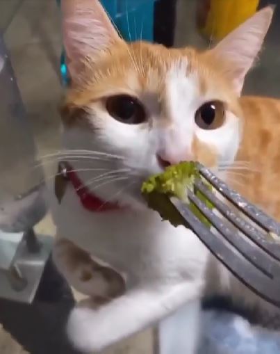 Cat provides the best reaction to broccoli. What happened