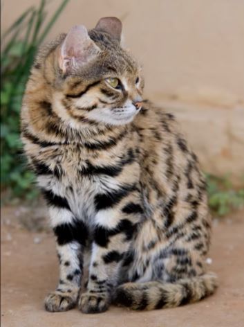 The African Black-Footed Cat: The World’s Deadliest Feline.