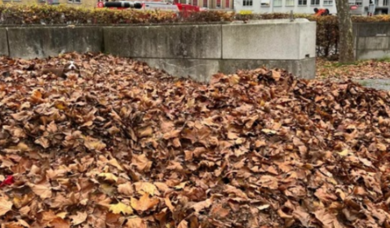 Can You spot the happy dog hiding in this pile of leaves?