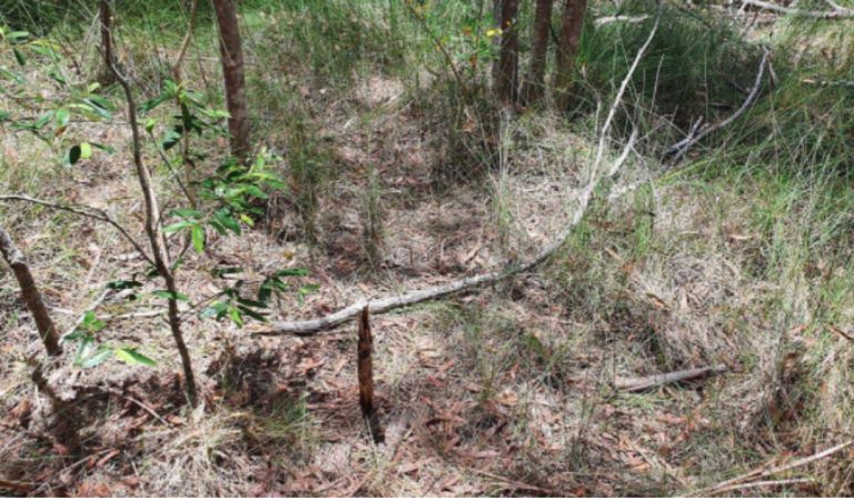 There’s a snake hiding in plain sight in this picture. Can you spot it?