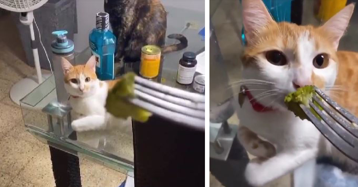 Cat provides the best reaction to broccoli. What happened