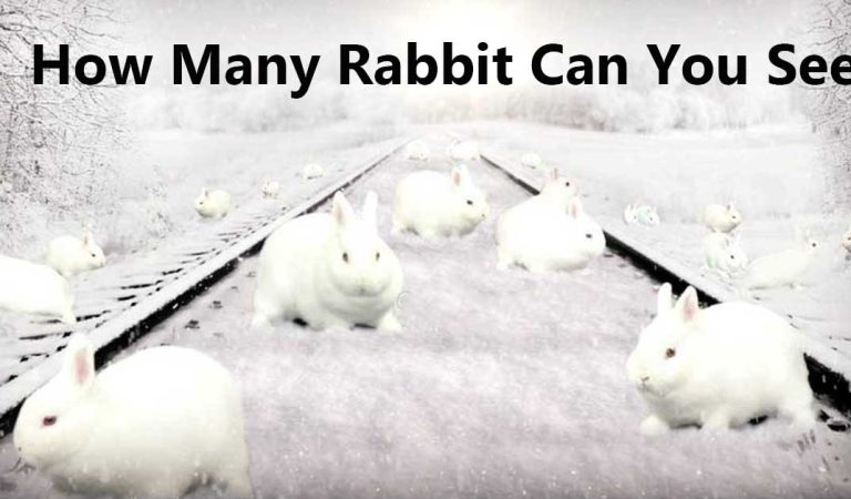 How Many Rabbits Can You See? Find all the rabbits and circle them.