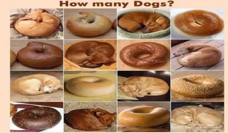 Here are some dogs that look like bagels. How many dogs can you count?