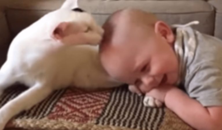 Adorable moment newly adopted cat accepts baby’s offer of friendship by licking his head