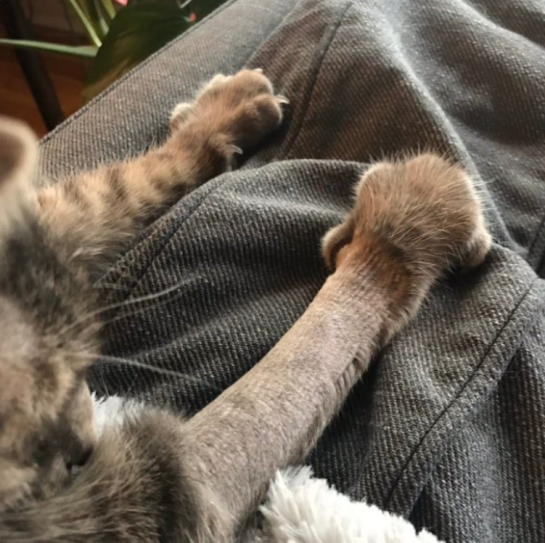 10+ Cats Got Funny Haircuts After Having Surgery At The Vet.