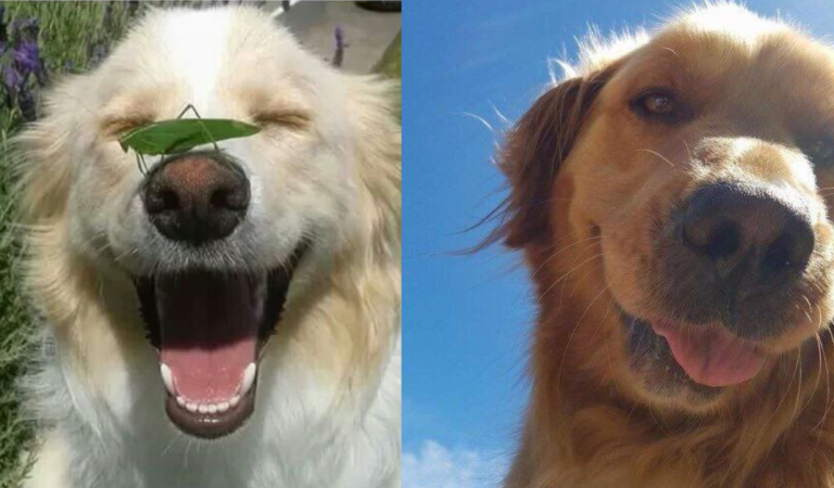 15+Smiling Dogs to Brighten Your Day