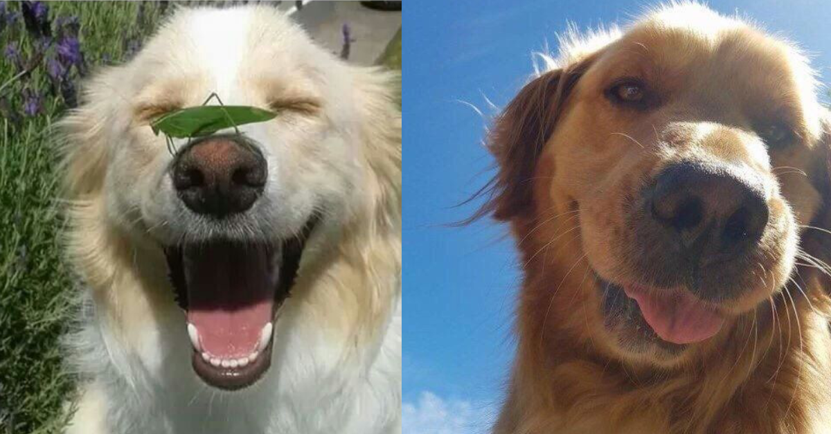 15+Smiling Dogs To Brighten Your Day