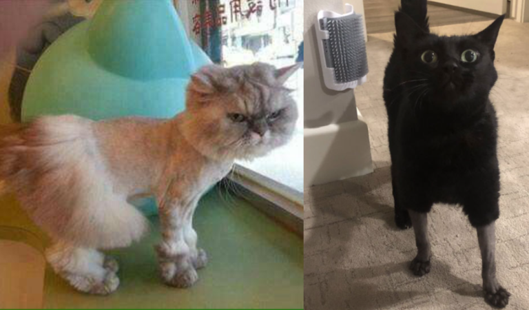 10+ Cats Got Funny Haircuts After Having Surgery At The Vet.