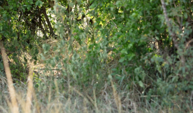 Can you find these well-hidden leopard?