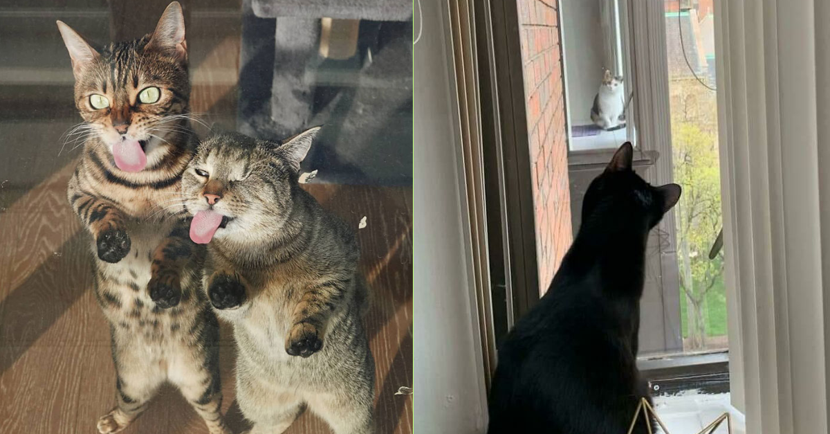 These photos will make you want to adopt two cats instead of one.