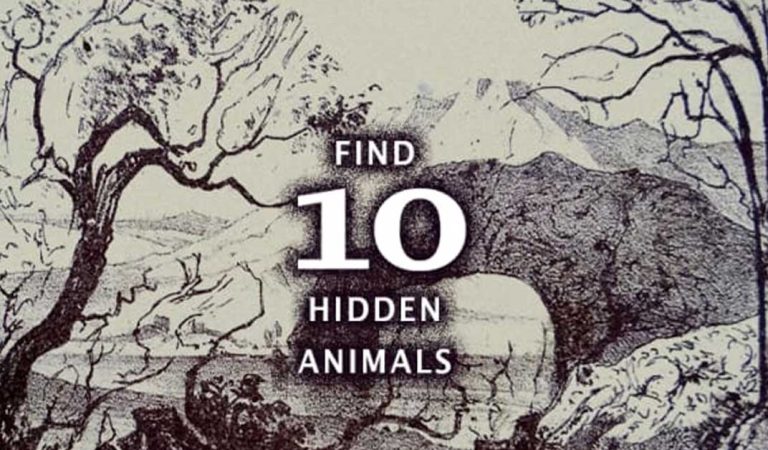 Find 10 Hidden Animals. Can you do it without losing your marbles?