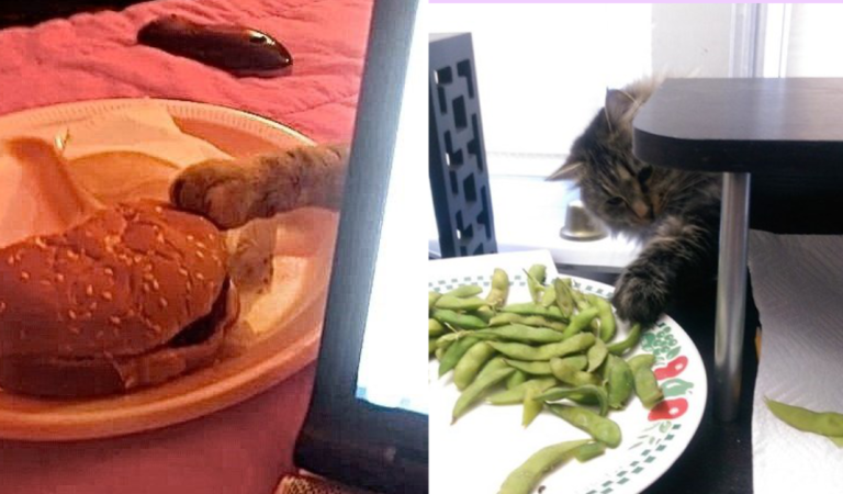 15 Hilarious Monent Of Cats Being Caught Red-Pawed When Stealing Food.