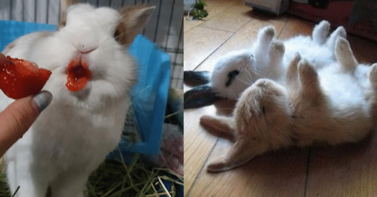 15 Bunny Photos I Laughed At And So Will You