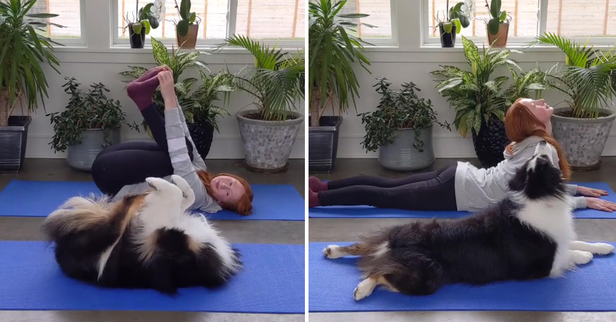 Australian Shepherd Matches Owner's Poses During Yoga Session.