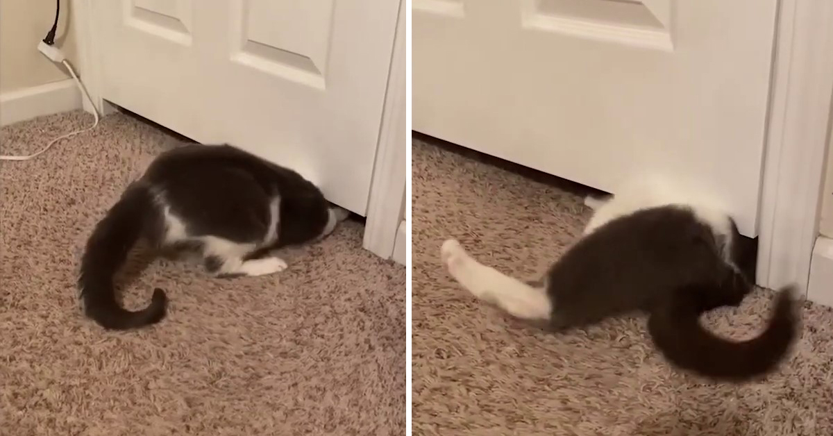 The 'Liquid Cat' Squeezes Under a Closed Door.