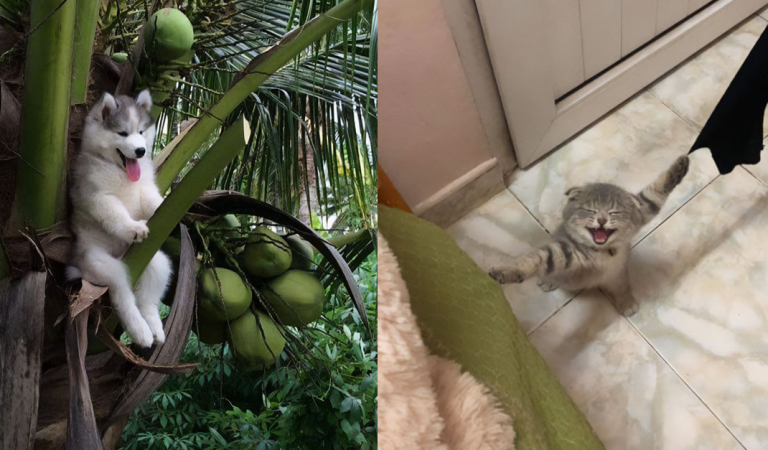 15 Funny and Adorable Animals Who Got Stuck And Required Human Assistance