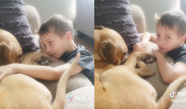 Heartwarming Moment Little Boy Shares Sweet Words with Rescue Dog.