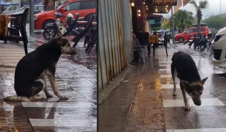 Lost dog reunited with owner after video of it waiting outside every day goes viral on tik tok