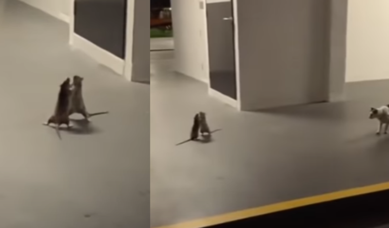 Funny video of a cat watching two rats fight and refusing to get involved.