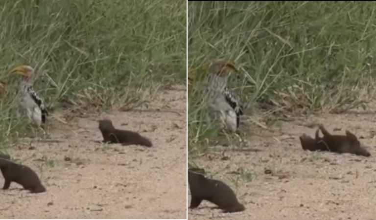 This mongoose deserves an Oscar for acting like a pro! YOU CAN’T HELP BUT LAUGH.”