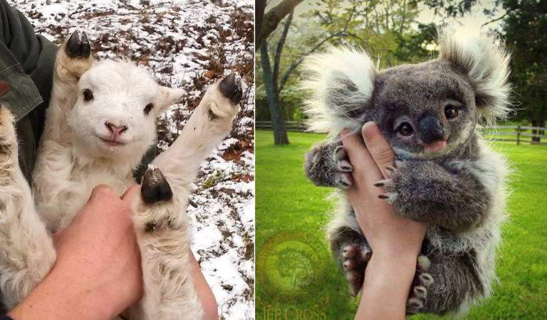 20 Of The Most Adorable Baby Animals To Make Your Day Brighter