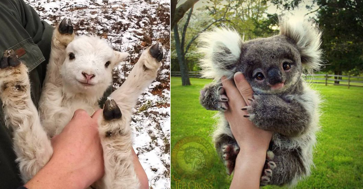 20 Of The Most Adorable Baby Animals To Make