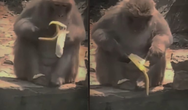 Funny clip: This monkey has a worse day than you.