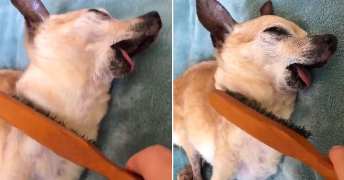 Dog is hypnotized by its owner with the use of a hairbrush.
