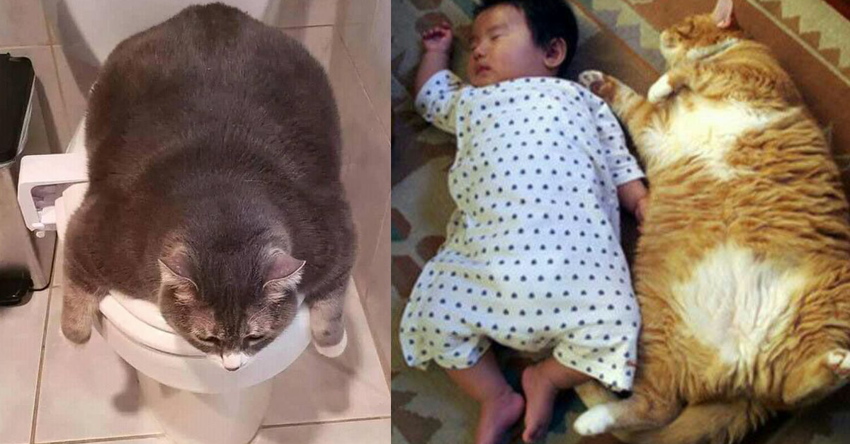 You can't imagine how big a cat is until you see these pictures.