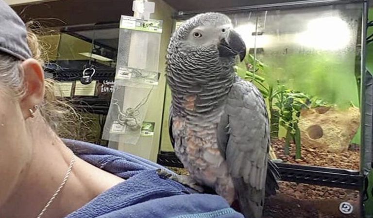 A girl went into a pet shop and asked the owner if he had any parrots.