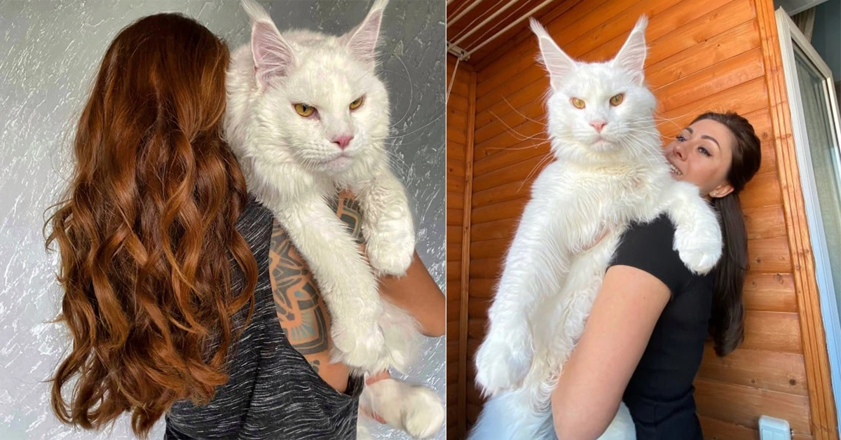 Meet Kefir, Giant Maine Coon Cat Is So Big He's Mistaken for a Dog ...