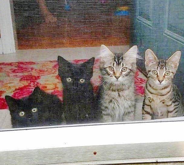 cats wait for their human 