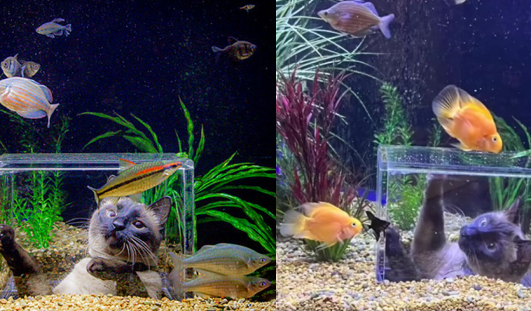 Family Designs A Custom Aquarium For Their Cat Who Enjoy Watching Fish